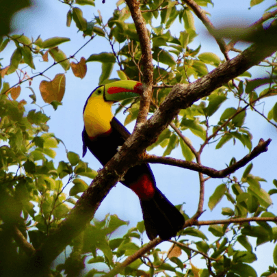 Toucan, Costa Rica Toucan, Costa Rica