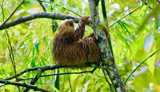Untitled design (6) Costa Rica travel - La Fortuna, Alajuela
