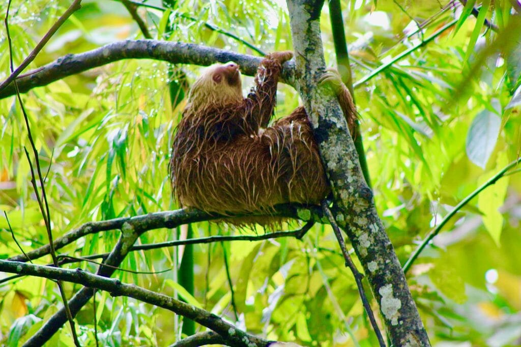 upclose Sloth outside our Airbnb 