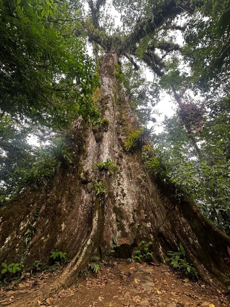 Árbol de la Paz