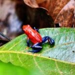 Blue jean poison dart frogs