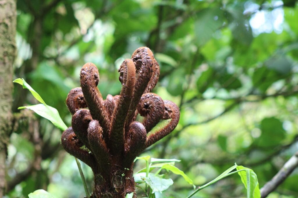 Tree in Monteverde Cloud Forest